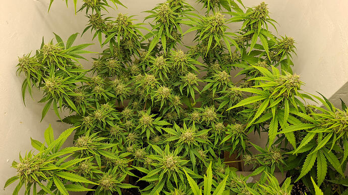 Growreport Bild 315