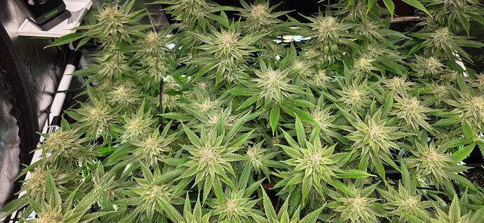 Growreport Bild 7