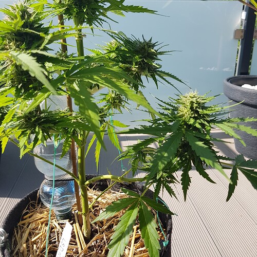 Growreport Bild 2