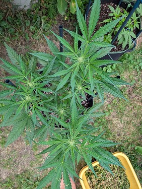 Growreport Bild 7