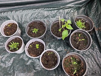 PXL_20250503_084746590