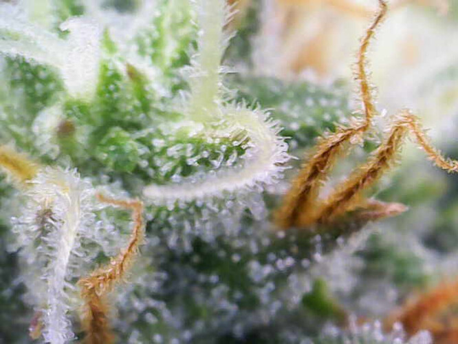Growreport Bild 31