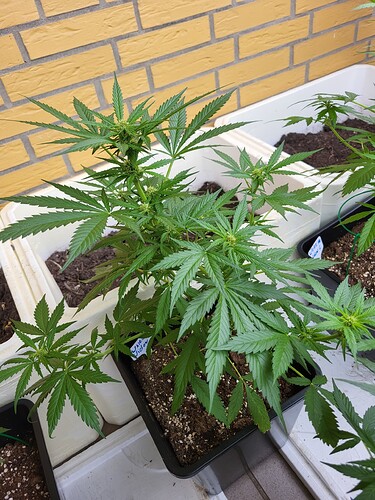 Growreport Bild 2