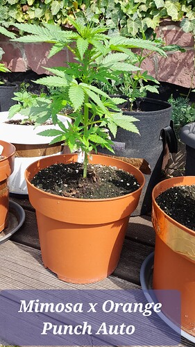 Growreport Bild 10