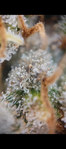 Growreport Bild 1