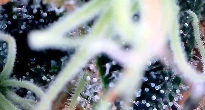 Growreport Bild 45