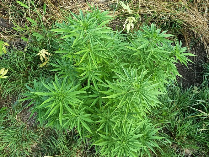 Growreport Bild 6