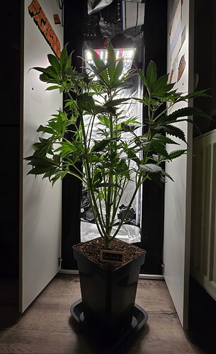 Growreport Bild 11