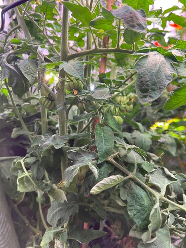 Growreport Bild 11
