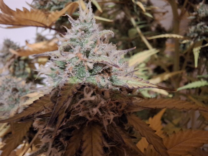 Growreport Bild 8