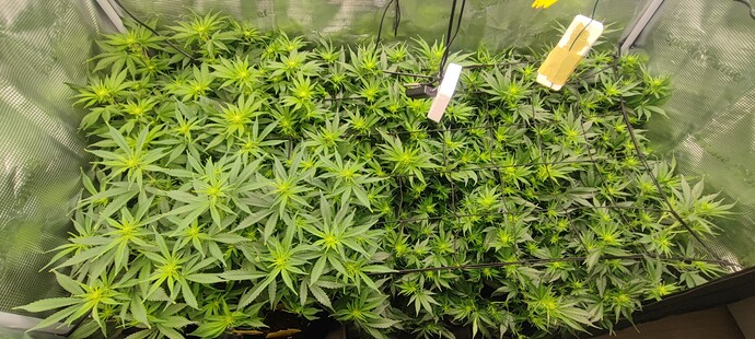 Growreport Bild 7