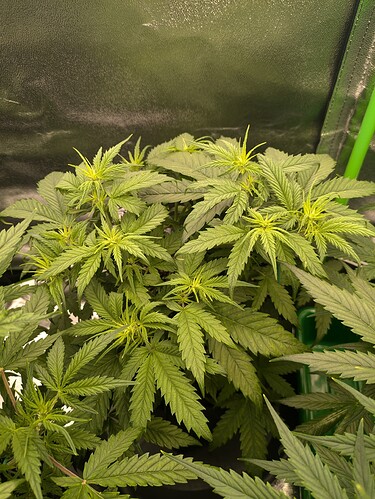 Growreport Bild 21