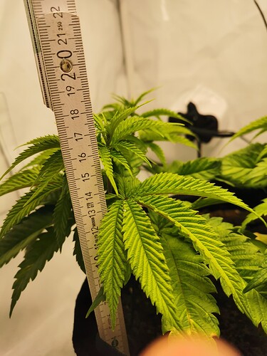 Growreport Bild 11
