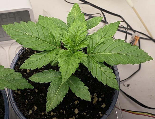 Growreport Bild 10