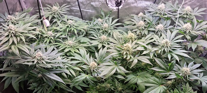 Growreport Bild 25