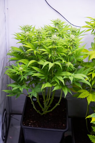 Growreport Bild 5