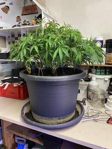 Growreport Bild 63