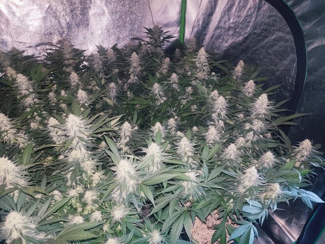 Growreport Bild 41