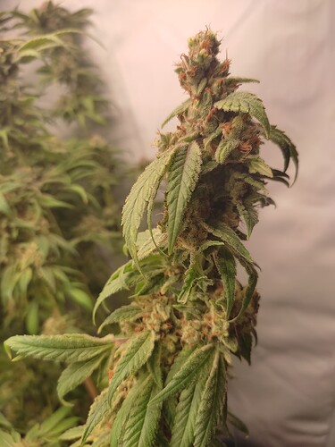 Growreport Bild 15