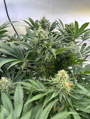 Growreport Bild 3