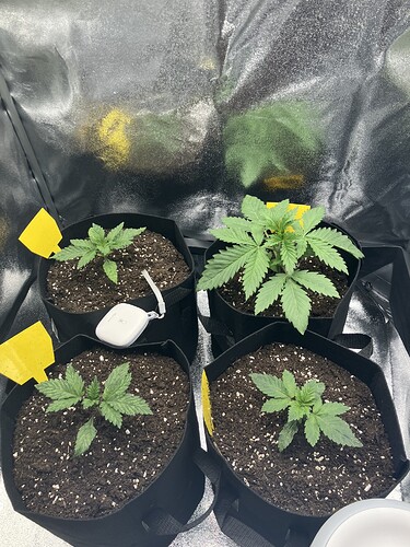 Growreport Bild 9