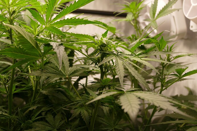 Growreport Bild 20