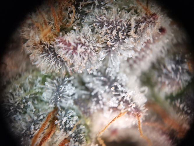 Growreport Bild 1