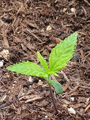 Tag 7 -2025-08-29-184754_007