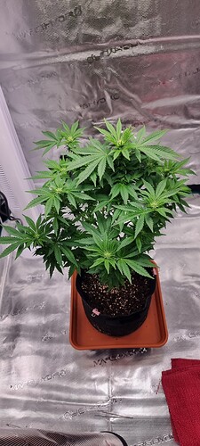 Growreport Bild 1