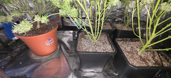 Growreport Bild 28