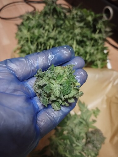 IMG_20250311_210250 - Kopie