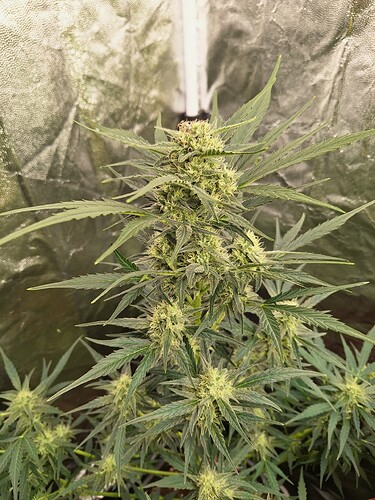 Growreport Bild 6