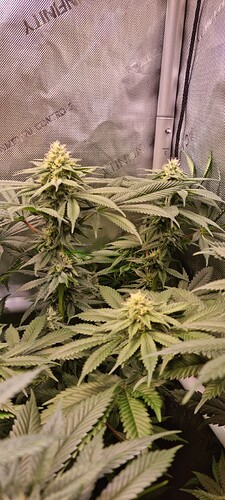 Growreport Bild 1