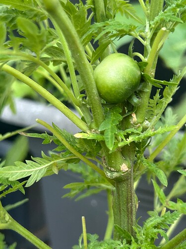 Growreport Bild 13