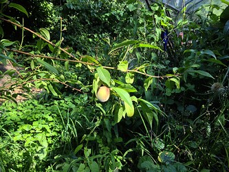 Grow25_0810_6