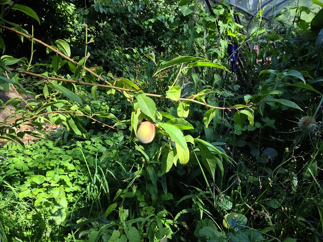 Growreport Bild 43