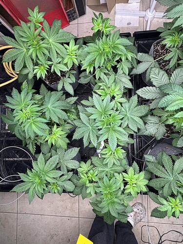 Growreport Bild 1
