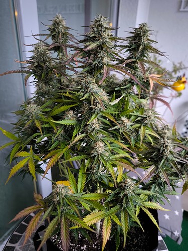 Growreport Bild 25