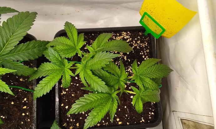 pflanze6freitag|690x41 IMG_20251020_121451|690x413 3