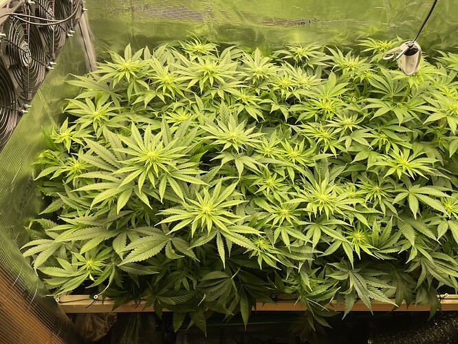 Viele junge Cannabispflanzen in einem Zelt, die sich stark ausbreiten und viele Blätter haben. Einige zeigen bereits erste Anzeichen von Blütenbildung.