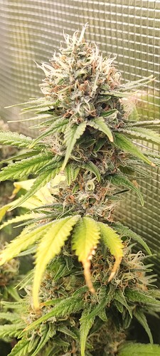 Growreport Bild 24