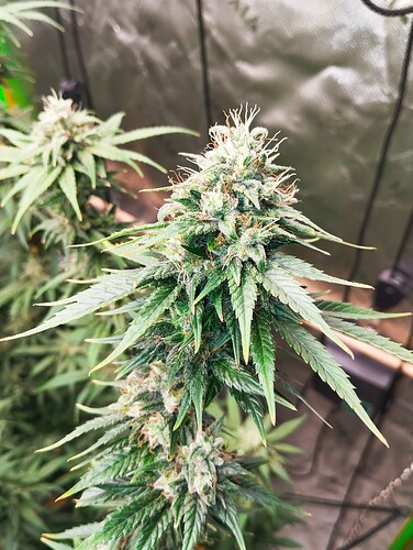 Growreport Bild 3
