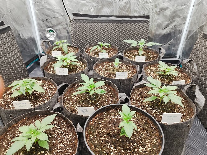Growreport Bild 1