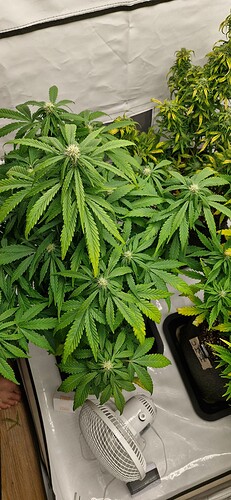 Growreport Bild 15