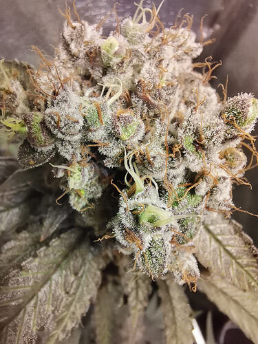 Growreport Bild 10