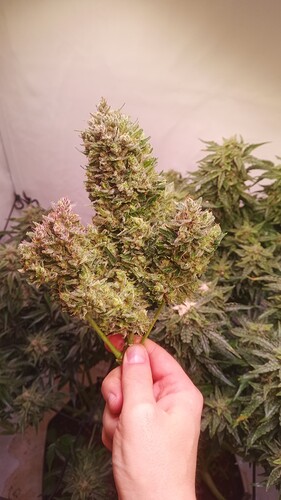 Growreport Bild 26