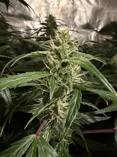 Growreport Bild 23