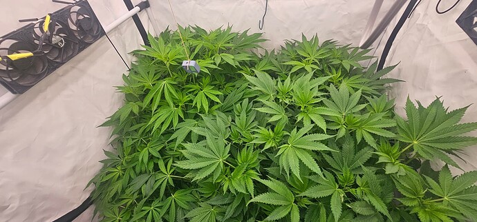 Growreport Bild 4