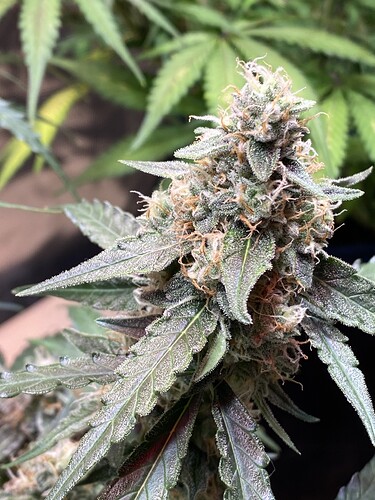 Growreport Bild 79