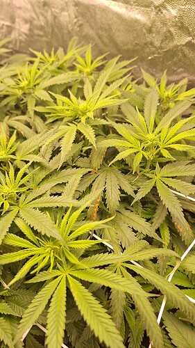Growreport Bild 4